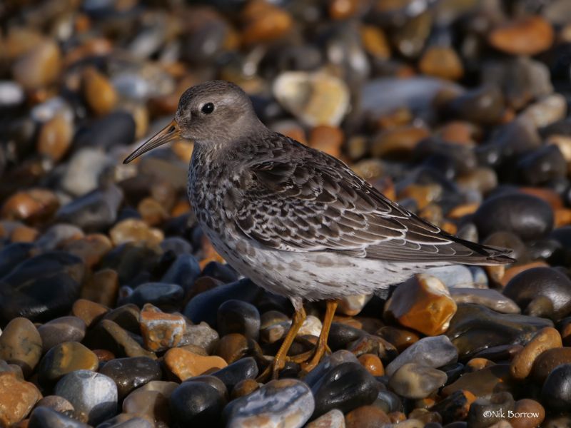 Purple Sandpiper - 05-09-2018