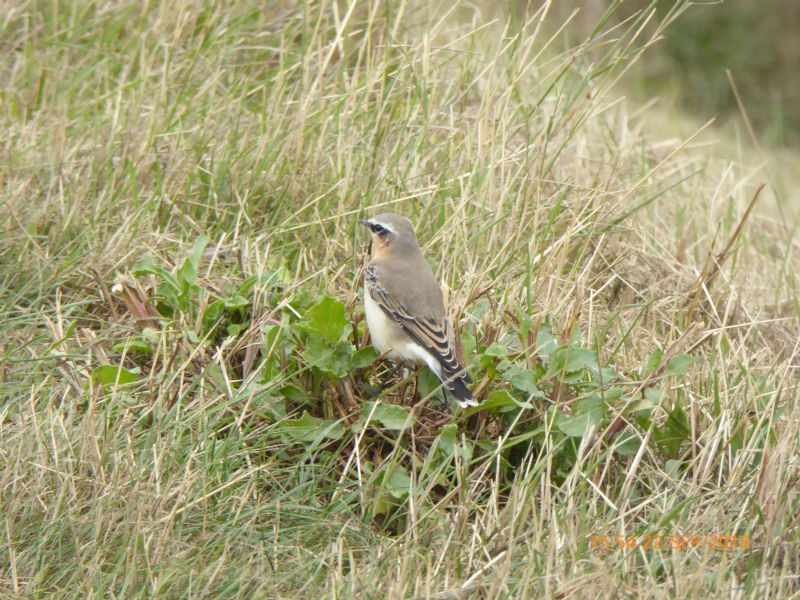 Wheatear - 22-09-2018