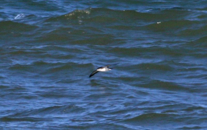 Manx Shearwater - 24-09-2018