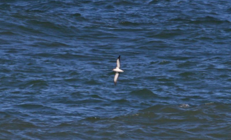 Manx Shearwater - 24-09-2018