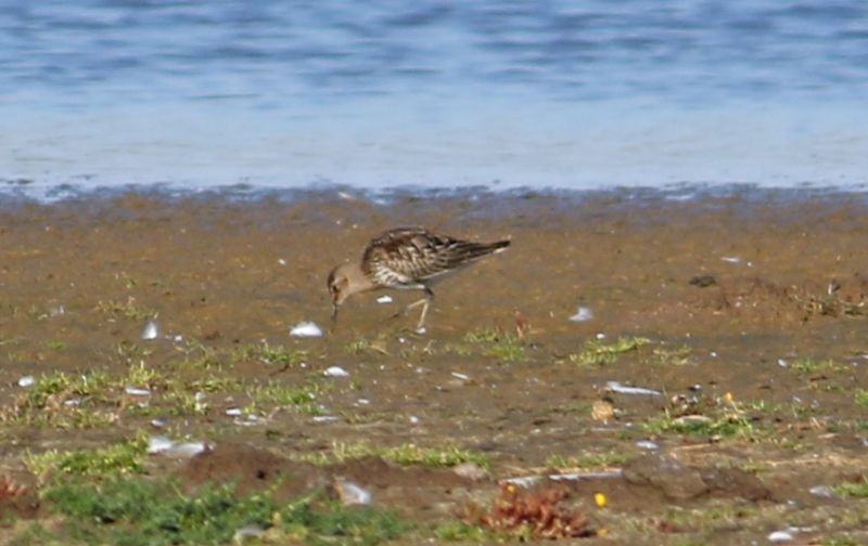 Dunlin - 25-09-2018