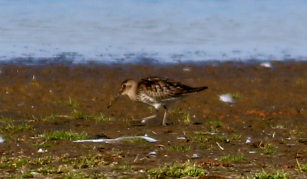 Dunlin - 25-09-2018