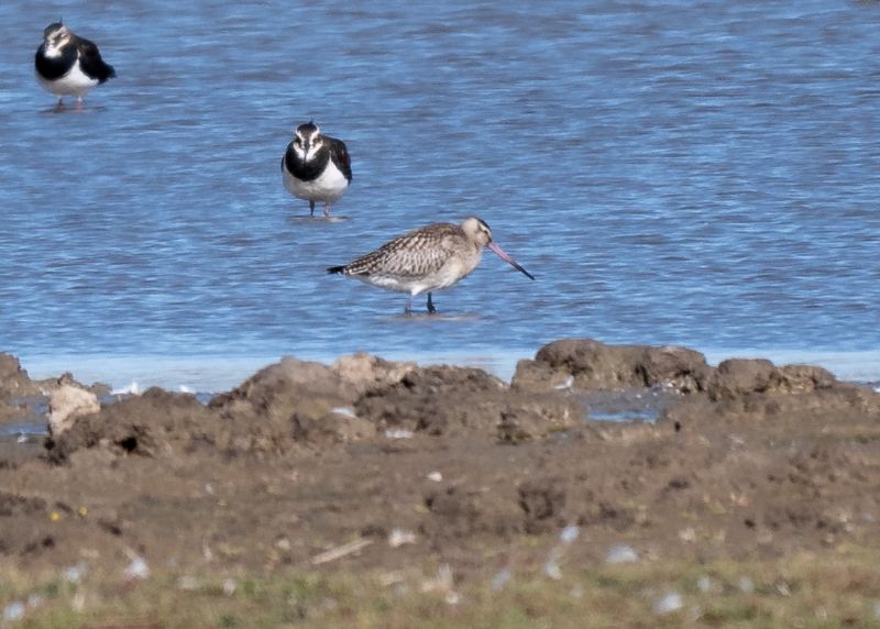 Bar-tailed Godwit - 29-09-2018