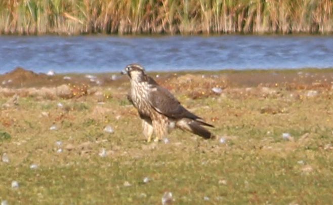 Peregrine - 29-09-2018