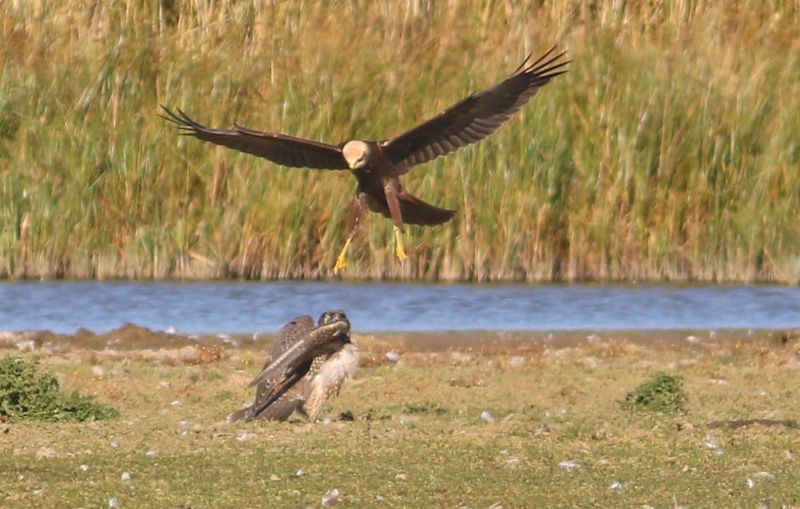 Peregrine - 29-09-2018