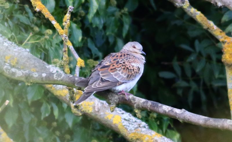 Turtle Dove - 03-10-2018