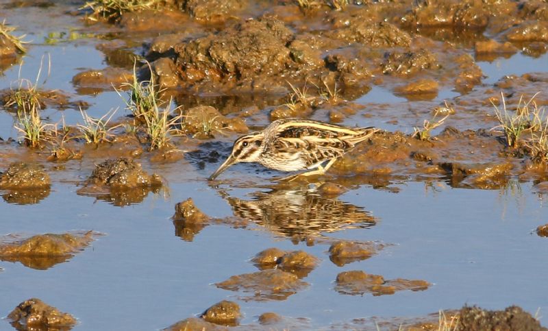 Jack Snipe - 04-10-2018