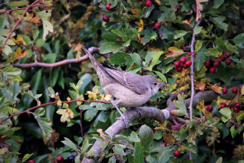 Barred Warbler - 08-10-2018