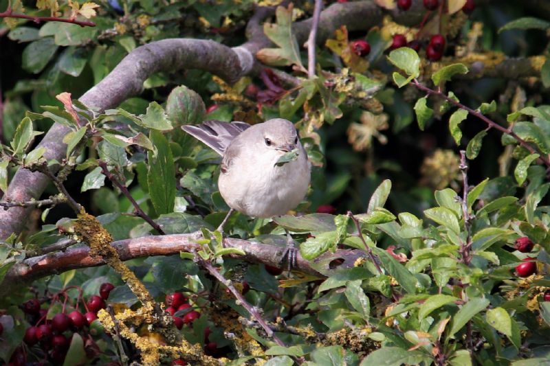 Barred Warbler - 08-10-2018