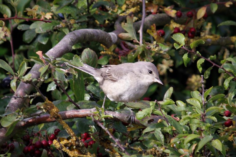 Barred Warbler - 08-10-2018