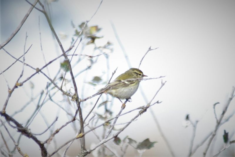 Yellow-browed Warbler - 08-10-2018