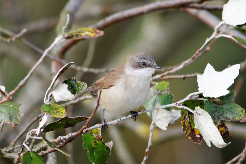 Lesser Whitethroat - 08-10-2018