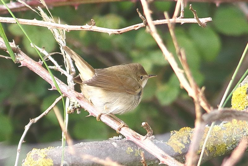 Blyth's Reed-Warbler - 07-10-2018