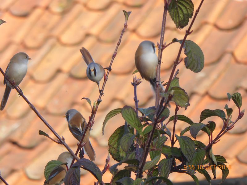 Bearded Tit - 10-10-2018