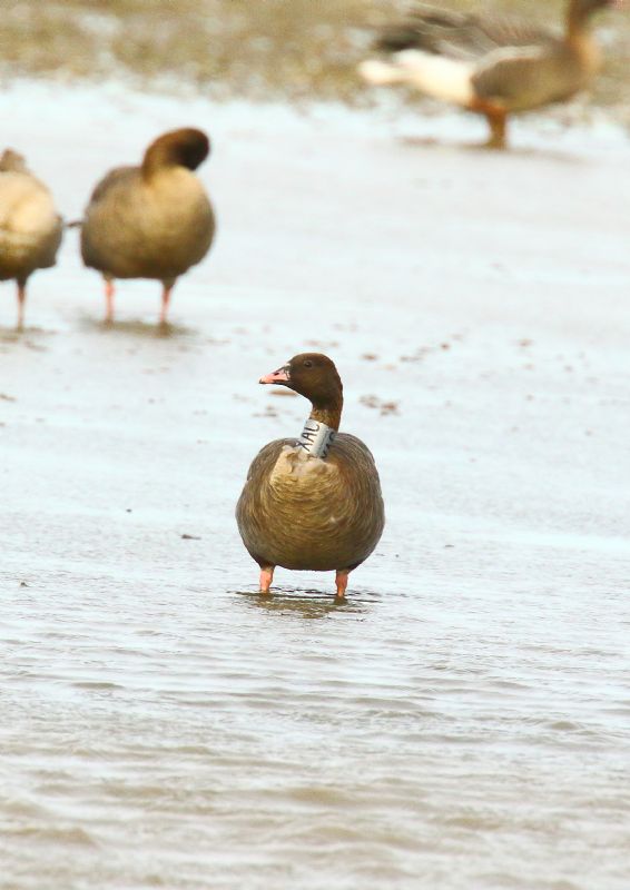 Pink-footed Goose - 13-10-2018