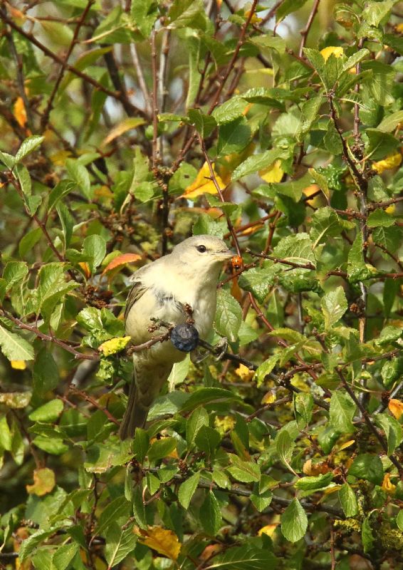 Barred Warbler - 08-10-2018