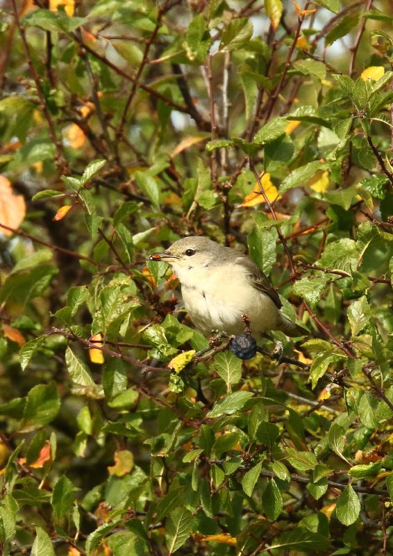 Barred Warbler - 08-10-2018