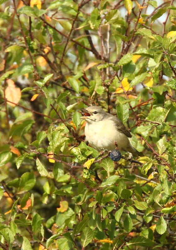 Barred Warbler - 08-10-2018