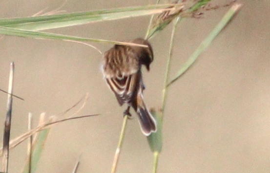 Siberian Stonechat - 20-10-2018