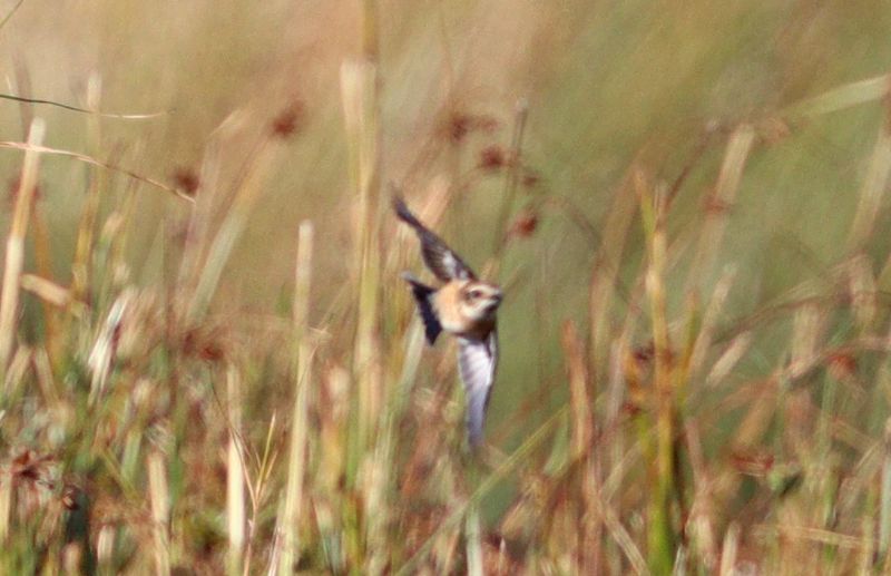 Siberian Stonechat - 20-10-2018