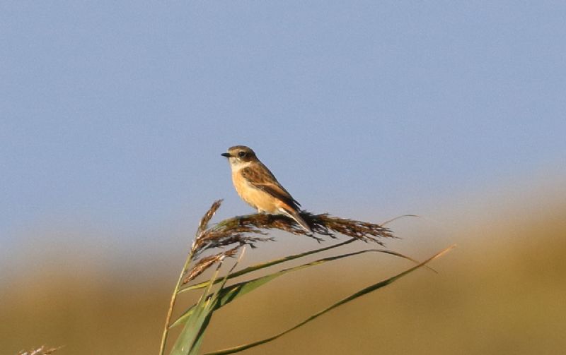 Siberian Stonechat - 20-10-2018