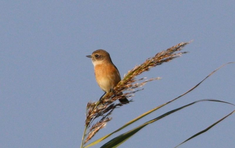 Siberian Stonechat - 20-10-2018