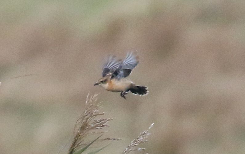 Siberian Stonechat - 24-10-2018