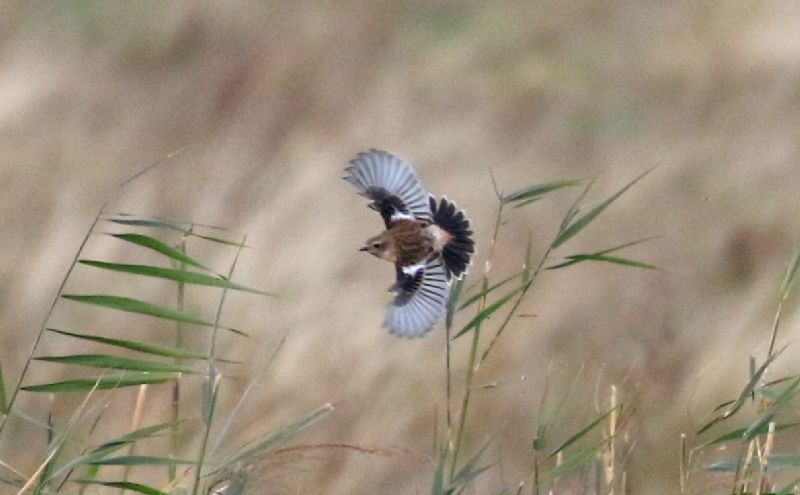 Siberian Stonechat - 24-10-2018