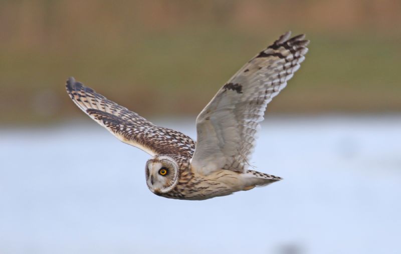 Short-eared Owl - 25-10-2018