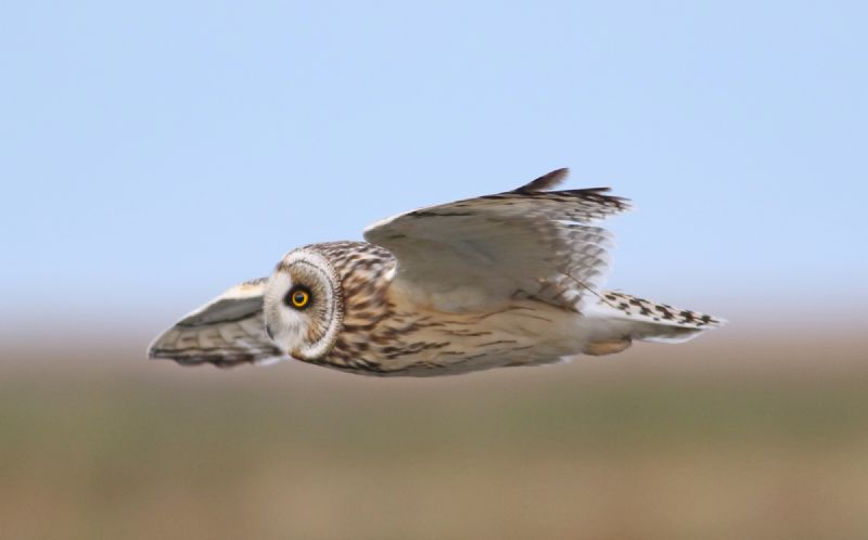 Short-eared Owl - 25-10-2018