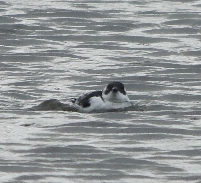 Little Auk - 29-10-2018