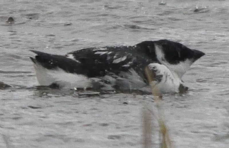 Little Auk - 29-10-2018