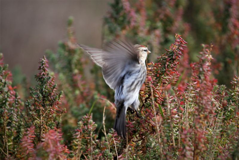 Common Redpoll (Mealy) - 29-10-2018