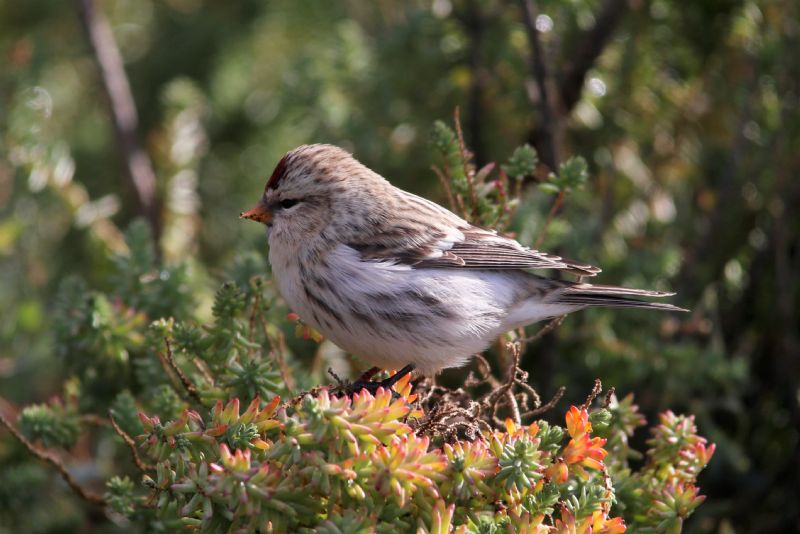 Arctic Redpoll (Coues's) - 29-10-2018