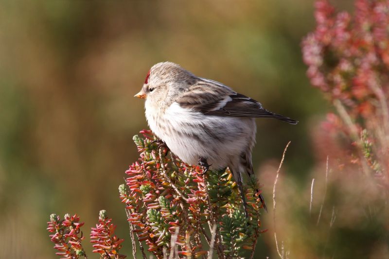 Arctic Redpoll (Coues's) - 29-10-2018