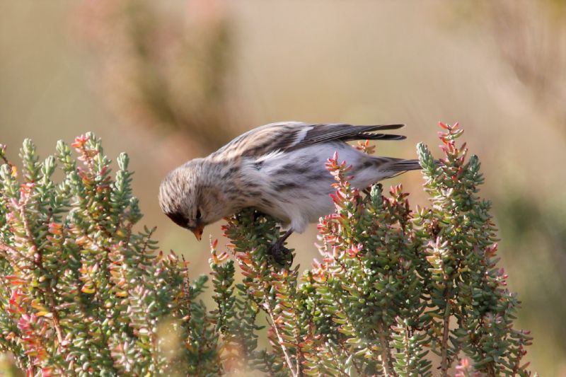 Arctic Redpoll (Coues's) - 29-10-2018