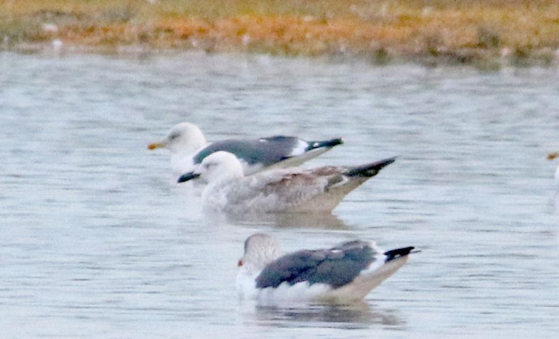 Caspian Gull - 04-11-2018