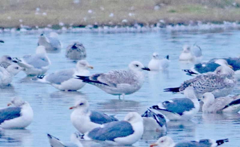 Caspian Gull - 04-11-2018