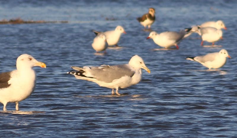 Caspian Gull - 03-11-2018