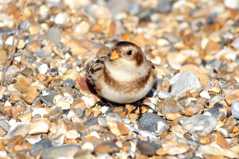 Snow Bunting - 12-11-2018