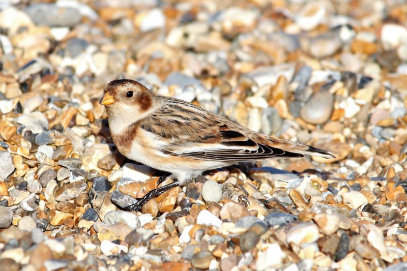 Snow Bunting - 12-11-2018