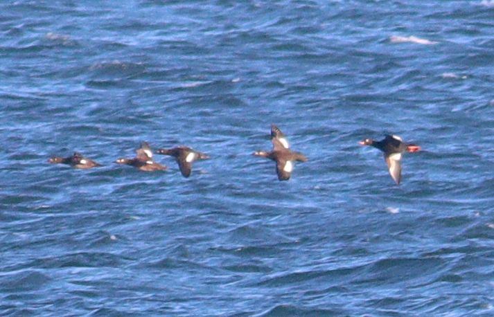 Velvet Scoter - 13-11-2018