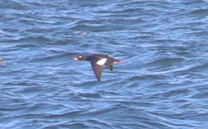 Velvet Scoter - 13-11-2018