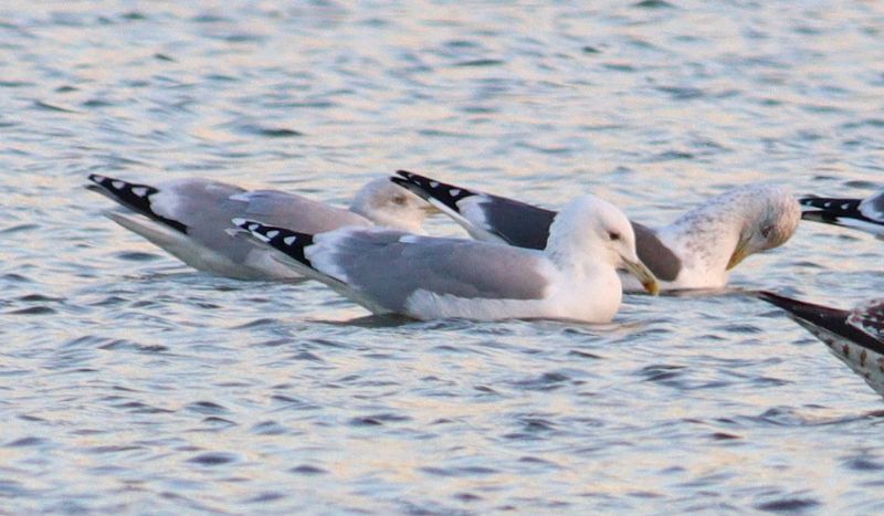 Caspian Gull - 13-11-2018