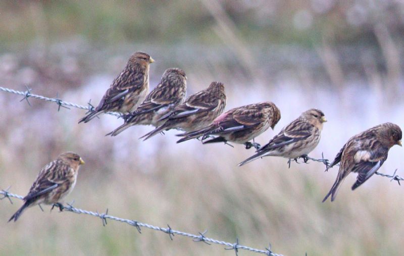 Twite - 15-11-2018