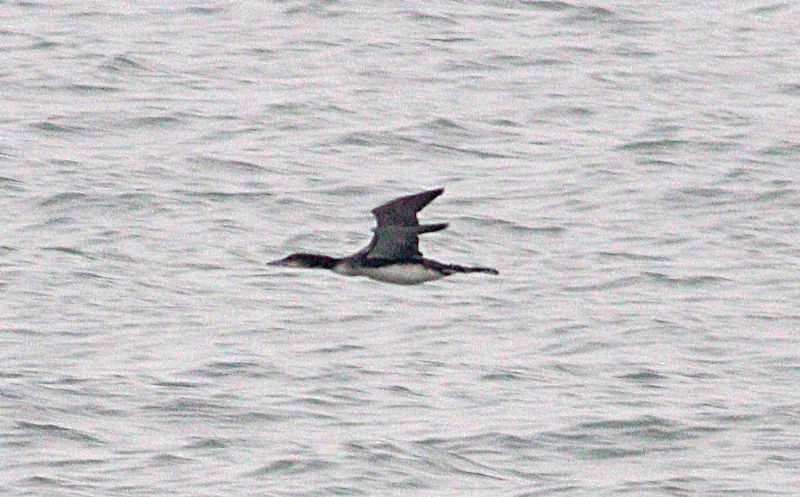 Great Northern Diver - 23-11-2018