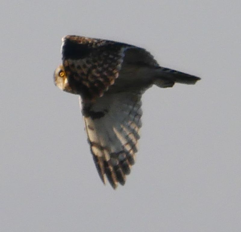 Short-eared Owl - 27-11-2018