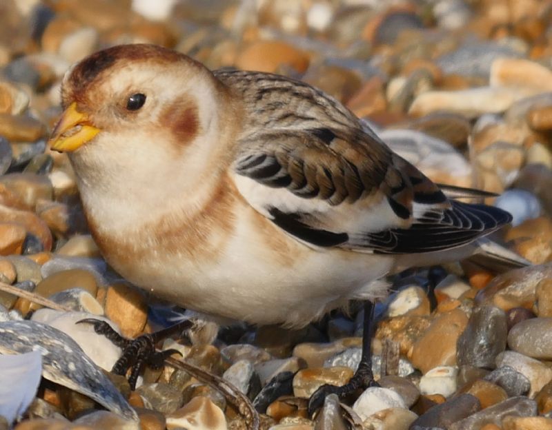 Snow Bunting - 27-11-2018