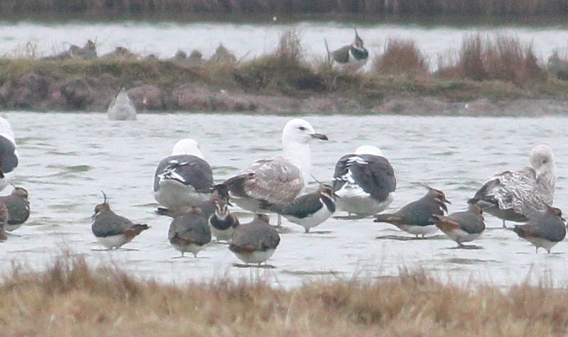 Caspian Gull - 27-11-2018