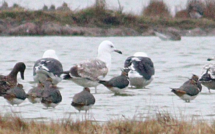 Caspian Gull - 27-11-2018